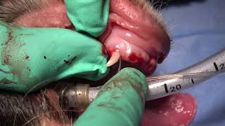 The Best Veterinary Dentistry Guide for Deciduous Canine Extraction in a Dog [upl. by Eleinad]