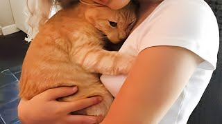 Cute Cats Have The Most Special Relationship With Their Owner BFFs  Cute Cat Moments [upl. by Noseaj]