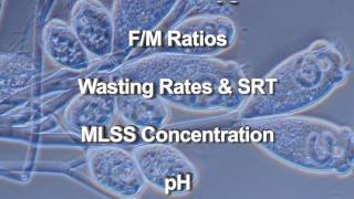 Wastewater Microbiology [upl. by Yrbua]