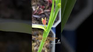 Dionaea Muscipula Dentata flower stalk has trap growing on it vft rareplants [upl. by Bogoch333]