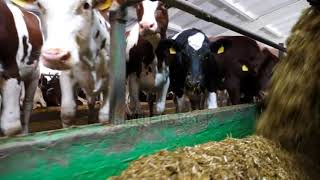 Tractor spreading silage to feeding herd of cows at milk factory [upl. by Ztnarf]