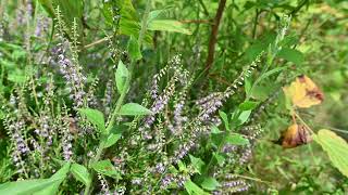 Calluna vulgaris common heather ling and Myrica pensylvanica the northern bayberry from Halifax [upl. by Amhser823]