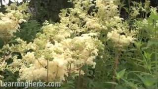 Meadowsweet herb Filipendula ulmaria [upl. by Adrahs]