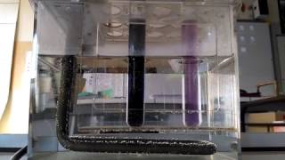 Digestion de lamidon in vitro [upl. by Arhoz]