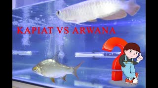 Ikan Kapiat VS Ikan Arwana  tankmate arwana golden red  ikan kapiant kalah [upl. by Hannavahs390]