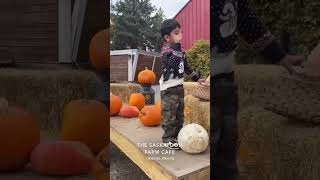 THE SASKATOONFARM pumpkin saskatoon travelvlog halloween ytshorts youtubeshorts travel fall [upl. by Nashoma]