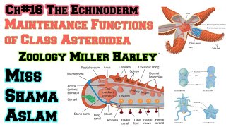 Ch16The Echinoderm Important function of class Asteriodea Maintenance functions of Class Asteroidea [upl. by Ierbua316]