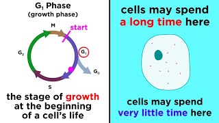 The Cell Cycle and its Regulation [upl. by Genesia]