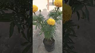 Marigold flower in hindi song genda phool video music song popularsongplants [upl. by Galligan100]