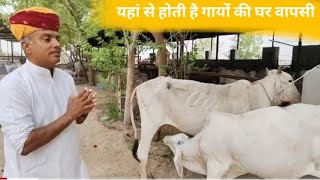 यहां से होती है गायों की घर वापसी  rakesh nihal  Tharparkar cow  Tharparkar bull  cow for sale [upl. by Mayyahk]