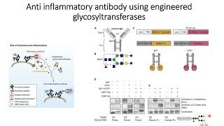 Antiinflammatory antibody using engineered glycosyltransferases Code 686 [upl. by Anyzratak]