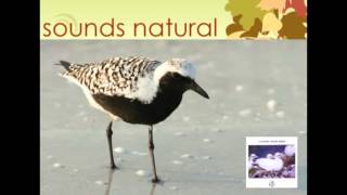 Relaxing British Bird Song Identification sounds  Grey Plover Oystercatcher Curlew and Turnstone [upl. by Morry]