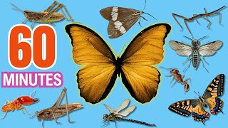 Learn Insects Names In English  Bugs for Kids  Easy English  1 Hour Learning [upl. by Nosac]