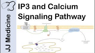 Inositol Triphosphate IP3 and Calcium Signaling Pathway  Second Messenger System [upl. by Bernardo]