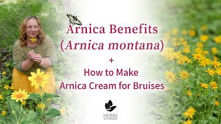 Arnica Benefits Arnica montana  How to Make Arnica Cream for Bruises [upl. by Nnaeinahpets]