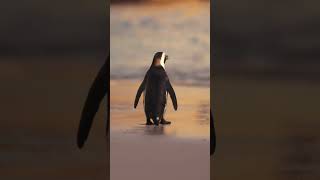 A penguin’s incredible 5000 mile journey The Penguin Who Walks 5000 Miles for Friendship 🐧❤️ [upl. by Niad]