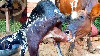 goat milk vlog  goat milking interesting video 🤩 [upl. by Ellison]