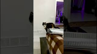 Curious cat or Nosy cat 🤭😸 shortsvideo shorts shortsyoutube shortsfeed viralshorts cat [upl. by Llerryt104]