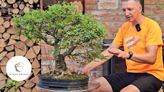 Ash bonsai refinement works initial styling of the Filed Elm and more [upl. by Arac]