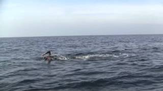 Swimming the Strait of Gibraltar [upl. by Barron]