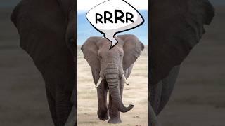 Watch the ELEPHANT trumpet in the African savanna  SOUND  VIDEO  Safari Animals [upl. by Tenaej]