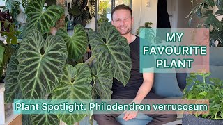 My Favourite Plant  Philodendron verrucosum  Plant Spotlight [upl. by Barbee]