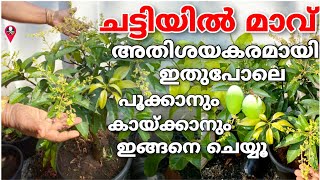 Mavu pookan malayalam tip  Mango tree fast flowering in malayalam  Prs krishi  maanga cultivation [upl. by Oinoitna]