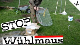 Wühlmäuse Wühlratten STOP mit Wühlmauskorb🚩Wühlmäuse bekämpfen dauerhaft gelöst [upl. by Brendon]