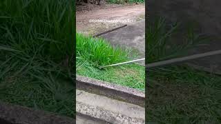 Satisfying clean up lawn mowing overgrown grass cutting for free [upl. by Yrocej337]