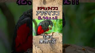 絶対に吸血鬼！ドラキュラインコことアラゲインコ [upl. by Rector]