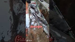 Giant catfish Release the delivery room music birdsmusic [upl. by Mufinella]