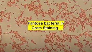 Pantoea in Gram Staining [upl. by Haney]