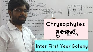 Chrysophytes  క్రైసోఫైట్స్  Inter First Year Botany  4 Marks Questions [upl. by Tterab]