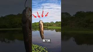 MANCING IKAN MONSTER GUYS ‼️shorts fishing mancing [upl. by Quiteris509]