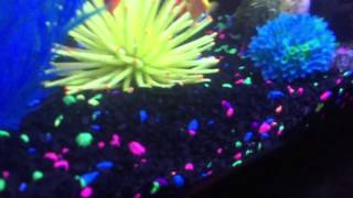 GloFish 20 Gallon Update [upl. by Flossy]