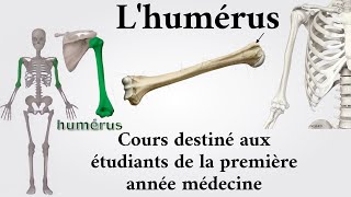 Lhumérus  1ère année médecine [upl. by Frank394]