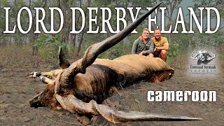 Big Lord Derby Eland GIANT ELAND Cameroon [upl. by Calloway]