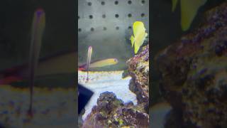 Purple Fire Fish At Petco firefish [upl. by Ainollopa]