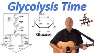 Glycolysis Time [upl. by Ayardna202]