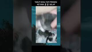 Kucing gepeng 🗿🗿🗿gelap short meme kocak subscribe like [upl. by Mcneil]