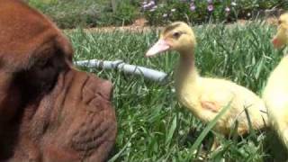 Mastiff Vs Mascovy Ducklings [upl. by Cyrilla]