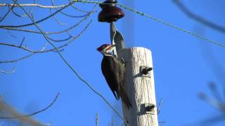 Pileated Woodpecker drumming and calling [upl. by Schertz]