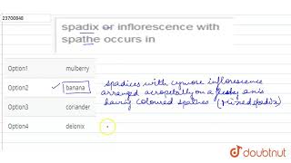 spadix or inflorescence with spathe occurs in [upl. by Ferri]