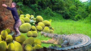 Dwarf Family Harvesting Guava Go To Market Sell  Faces a Crocodile During Jackfruit Harvest [upl. by Wills]