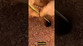 Ant Colonies shorts trending viralvideo [upl. by Kriss]