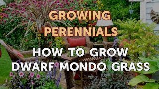 How to Grow Dwarf Mondo Grass [upl. by Burke]