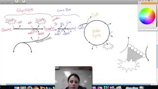 Ch 9 Cellular Respiration Review [upl. by Nairrot]