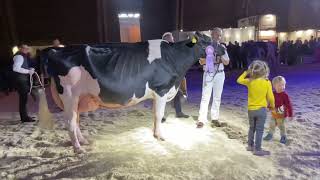 Expo Bulle 2022 Holstein Championwahl [upl. by Ledarf]