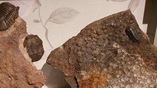 Fossil Hunting for Cambrian Trilobites Epic find [upl. by Ayekal]