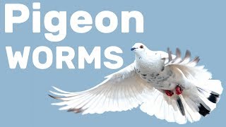 Worms in Pigeons  Pigeon Health Episode 5 [upl. by Ataga]